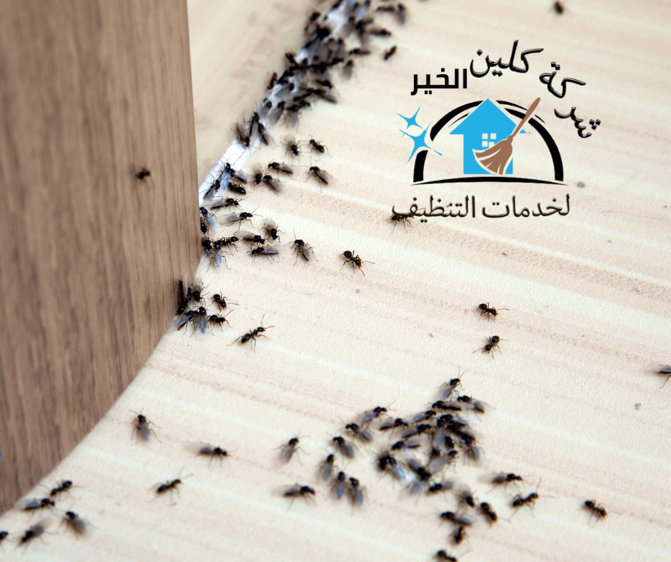 تصميم بدون عنوان (29)